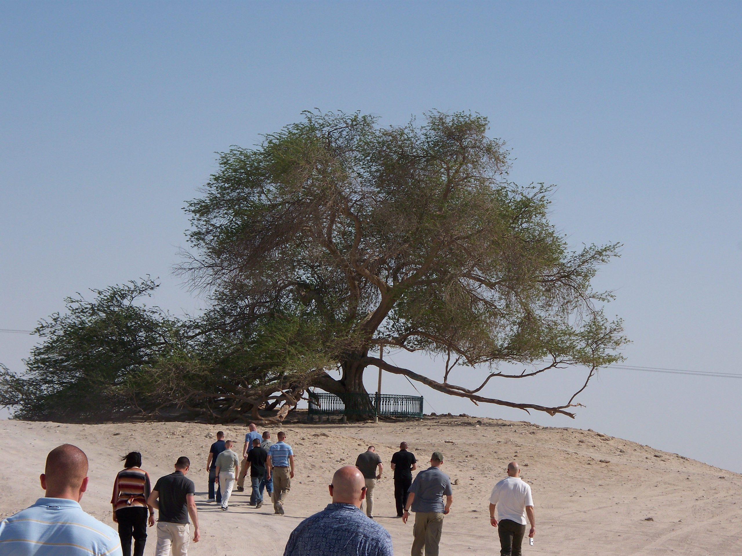 “Pema e jetës” ekziston… rritet në shkretëtirë!