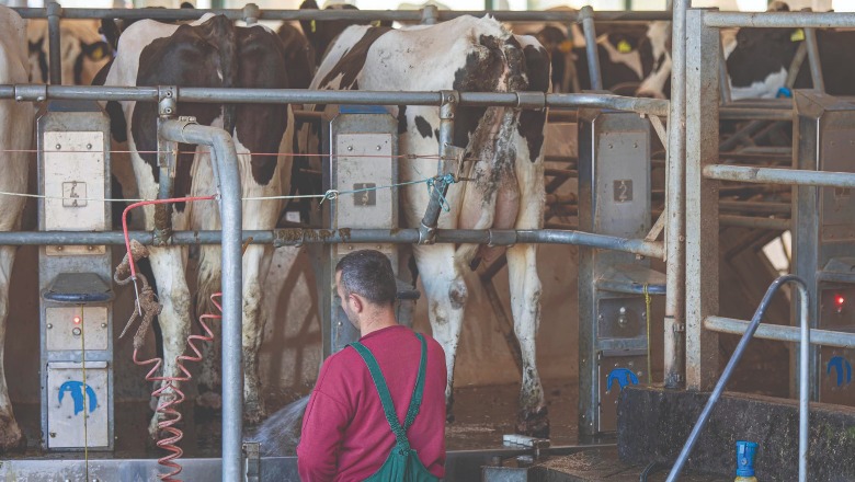 Paga 1,000 euro! Nuk gjenden punonjës edhe në blegtori: Fermat po kërkojnë stallier… punojnë në stallat greke për 800 euro Paga 1,000 euro! Nuk gjenden punonjës edhe në blegtori: Fermat po kërkojnë stallier… punojnë në stallat greke për 800 euro