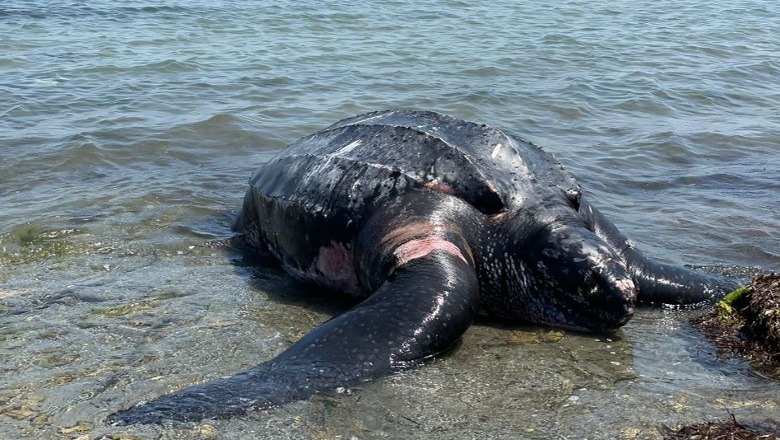 Gjendet e ngordhur te Kepi i Rodonit breshka e rrallë Gjendet e ngordhur te Kepi i Rodonit breshka e rrallë