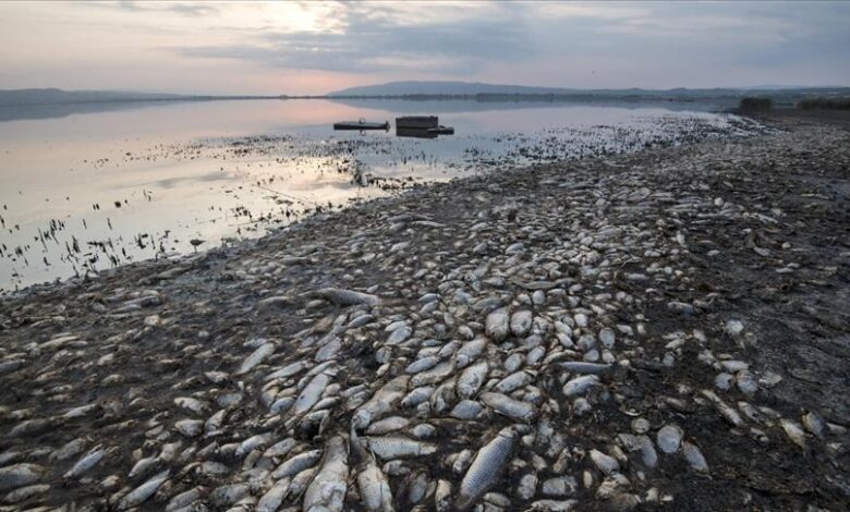 Greqi, mijëra peshq të ngordhur mbulojnë sipërfaqen e detit! Ja shkaku i dyshuar Greqi, mijëra peshq të ngordhur mbulojnë sipërfaqen e detit! Ja shkaku i dyshuar