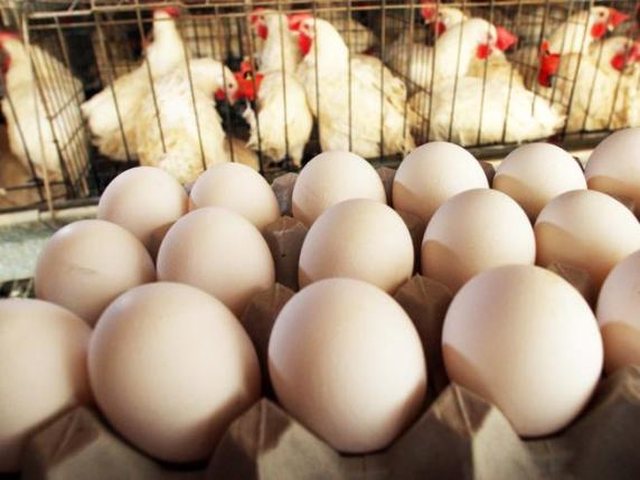 A do të bjerë Trump mbi vezë? Çmime të çmendura, gati 1 euro secila: pse është rrezik për presidenti