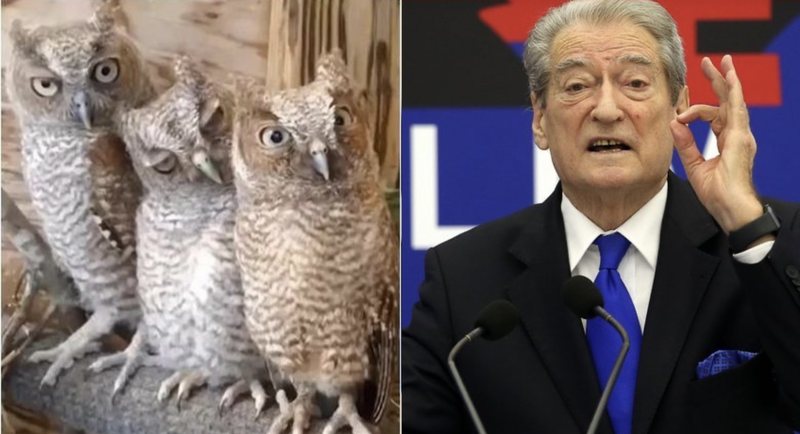 Rama ironizon një nga fjalimet e Berishës me videon me bufat: Muhabet kënete!