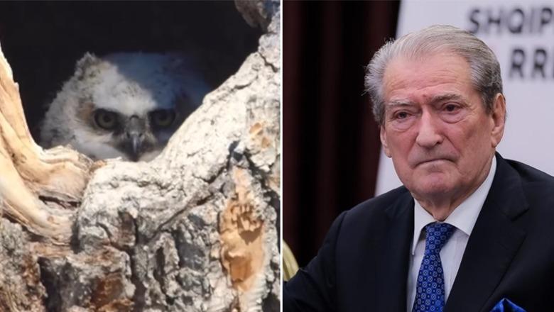 VIDEO/ “Mashtrimi me pasaportën evropiane mori fund”! Rama ndan fjalën e Berishës dhe e ironizon me videon e një bufi: Përçartja nuk ndalon VIDEO/ “Mashtrimi me pasaportën evropiane mori fund”! Rama ndan fjalën e Berishës dhe e ironizon me videon e një bufi: Përçartja nuk ndalon