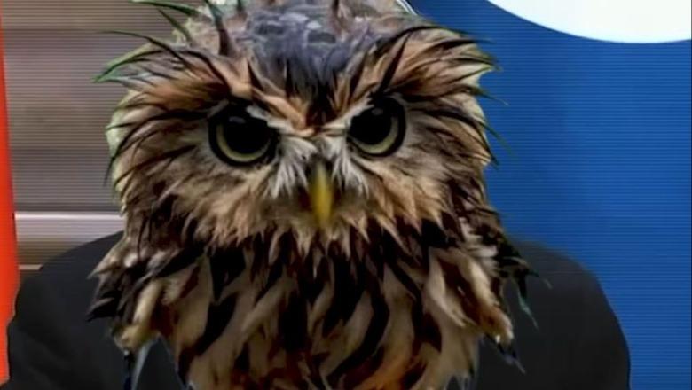 Kryeministri Rama ironizon sërish Berishën me videon e bufit: Rromapërtoma kumlla ke dardha