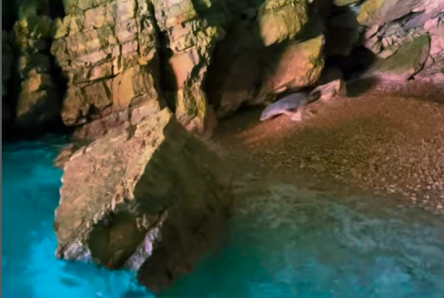 VIDEO/ Pamje mahnitëse, fokat e egëra shfaqen në gadishullin e Karaburunit