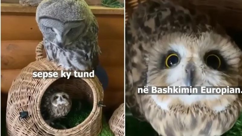 VIDEO/ Berisha: “Shqipërinë do ta integrojmë ne në BE”?! Rama e ironizon me bufin e kënetës VIDEO/ Berisha: “Shqipërinë do ta integrojmë ne në BE”?! Rama e ironizon me bufin e kënetës