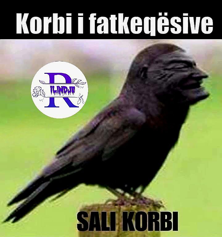 Mërgata e Qyqes dhe lufta mes të humburve