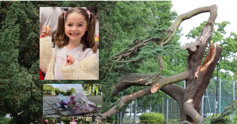 Tragjedi në Britaninë e Madhe, pema bie mbi vajzën shqiptare, ndërron jetë 7-vjeçarja