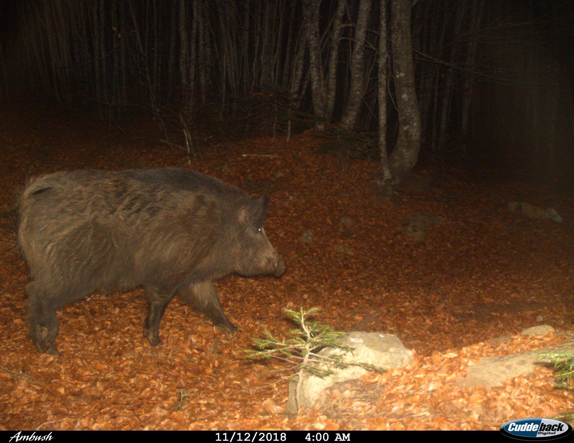 Derrat i dëmtonin arën me misër: 53-vjeçari vret aksidentalisht shokun në pritë  për të njëjtin qëllim