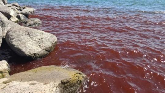 ‘Një nga dhjetë plagët e Faraonit’, deti i Galilesë në Izrael bëhet i kuq! Ekspertët japin versionin shkencor ‘Një nga dhjetë plagët e Faraonit’, deti i Galilesë në Izrael bëhet i kuq! Ekspertët japin versionin shkencor