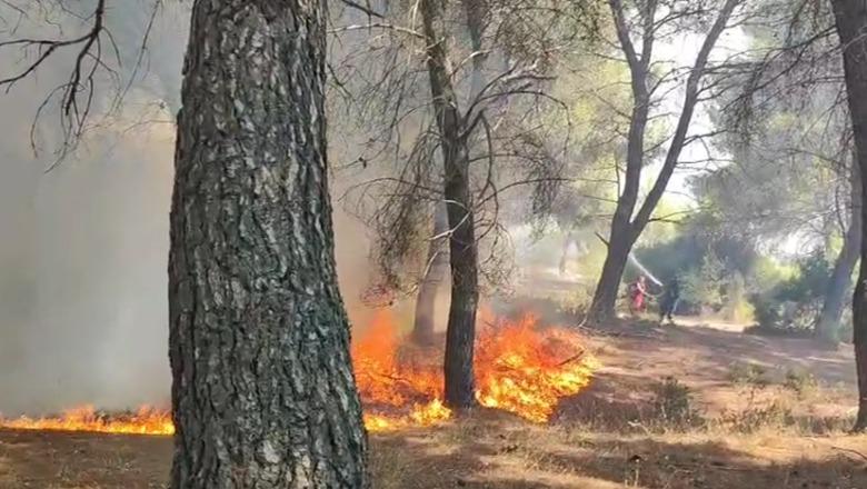 Zjarri në Pishë-Poro të Vlorës, vatrat u rindezën qëllimisht disa herë! Burime: Janë filmuar me dron