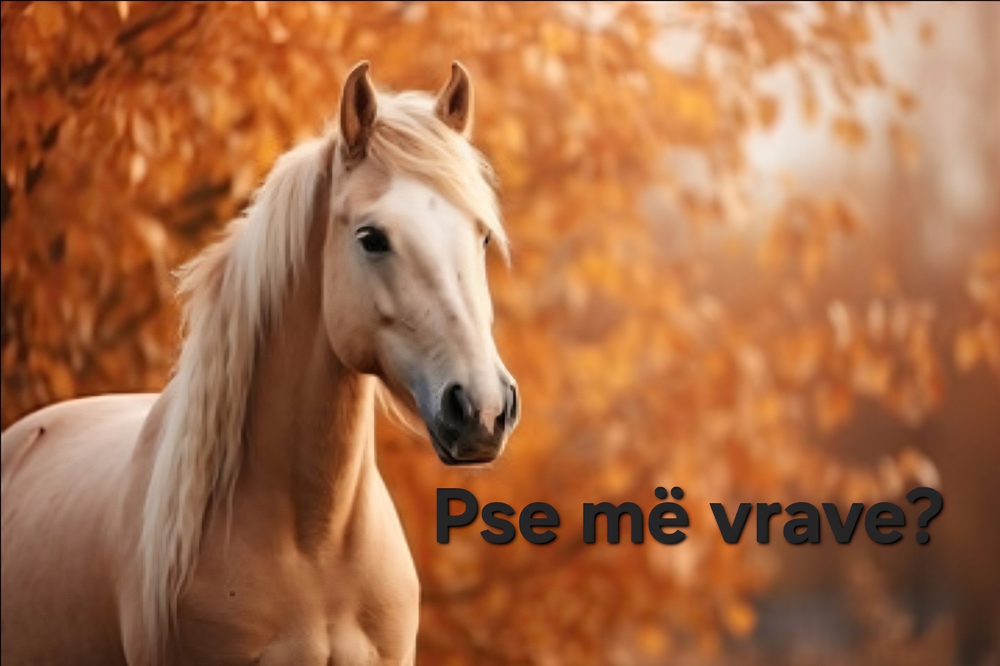 Edhe një herë për kal-vrasësin Selfo, indinjimet nga Dukati dhe pse media duhet të jetë zëri i kuajve të lirë Edhe një herë për kal-vrasësin Selfo, indinjimet nga Dukati dhe pse media duhet të jetë zëri i kuajve të lirë