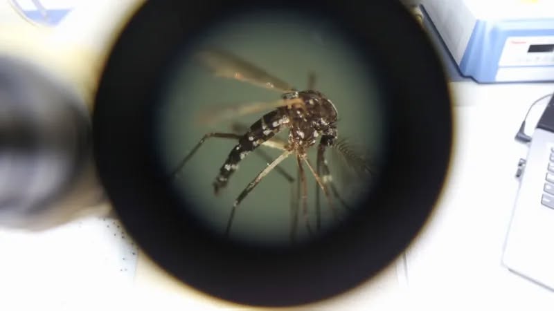 Çfarë do të ndodhte nëse mushkonjat zhdukeshin përgjithmonë? Shkencëtarët ndahen në dy kampe Çfarë do të ndodhte nëse mushkonjat zhdukeshin përgjithmonë? Shkencëtarët ndahen në dy kampe