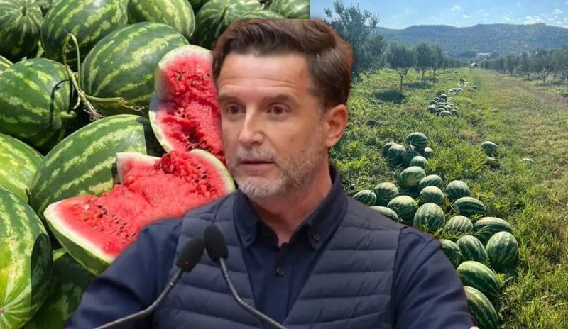 Çmimi i shalqirit bie në 6 lekë për kg në Divjakë, Braçe apel qytetarëve dhe biznesmenëve: Blijeni, të shpëtojmë bujqit Çmimi i shalqirit bie në 6 lekë për kg në Divjakë, Braçe apel qytetarëve dhe biznesmenëve: Blijeni, të shpëtojmë bujqit