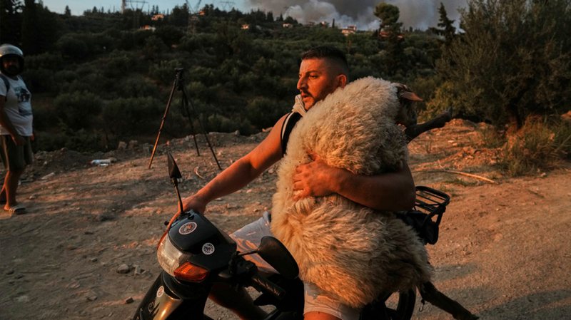 FOTOT që po bëjnë xhiron e botës, grekët marrin kafshët në krah për t’i shpëtuar nga zjarret FOTOT që po bëjnë xhiron e botës, grekët marrin kafshët në krah për t’i shpëtuar nga zjarret