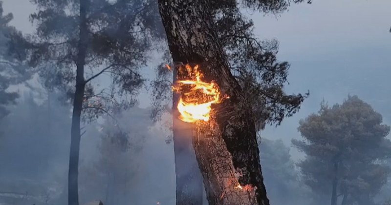 Zjarret thyejnë rekorde, shkrumbohen 49 mijë hektarë pyje në Shqipëri