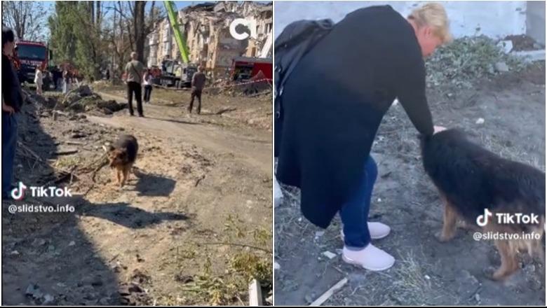 VIDEO e qenit në Kiev bën xhiron e rrjetit: Mes rrënojave duke kërkuar pronarin e vrarë nga sulmet ruse VIDEO e qenit në Kiev bën xhiron e rrjetit: Mes rrënojave duke kërkuar pronarin e vrarë nga sulmet ruse