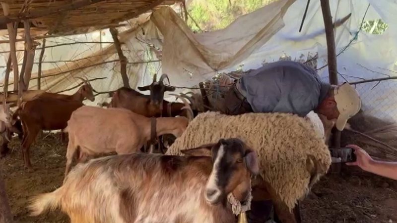 “Ujku i Lushnjës” bën masakër në Karbunarë: Vret më shumë se 40 krerë “Ujku i Lushnjës” bën masakër në Karbunarë: Vret më shumë se 40 krerë