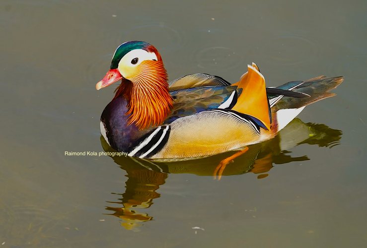 FOTOLAJM/ Rosa mandarine femër fotografohet në ujrat shqiptare FOTOLAJM/ Rosa mandarine femër fotografohet në ujrat shqiptare