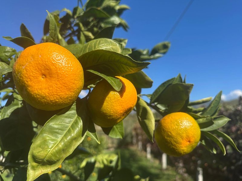 Fillon lufta me mandarinat dhe portokallet! Fillon lufta me mandarinat dhe portokallet!