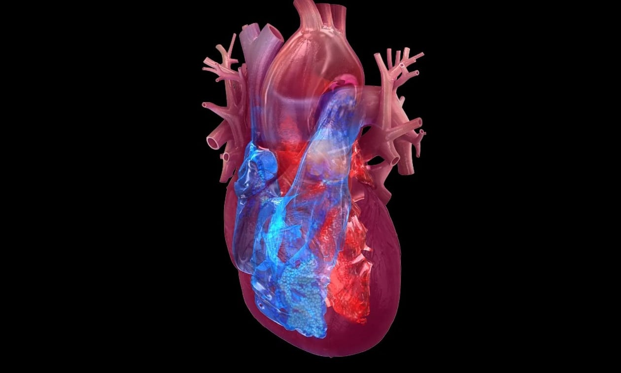 Shkencëtarët kanë gjetur një mënyrë për të ndihmuar zemrën e njeriut të shërohet vetë, gjetjet janë mbresëlënëse Shkencëtarët kanë gjetur një mënyrë për të ndihmuar zemrën e njeriut të shërohet vetë, gjetjet janë mbresëlënëse