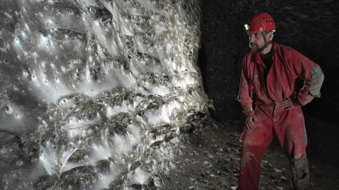 VIDEO/ Zbulohet në kufirin shqiptaro-grek rrjeta e merimangave më e madhe në botë