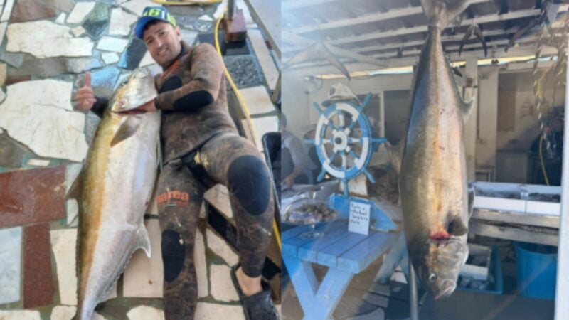Gara e heshtur mes peshkatarëve në Vlorë, kapet një tjetër peshk gjigant, peshon 35 kg Gara e heshtur mes peshkatarëve në Vlorë, kapet një tjetër peshk gjigant, peshon 35 kg