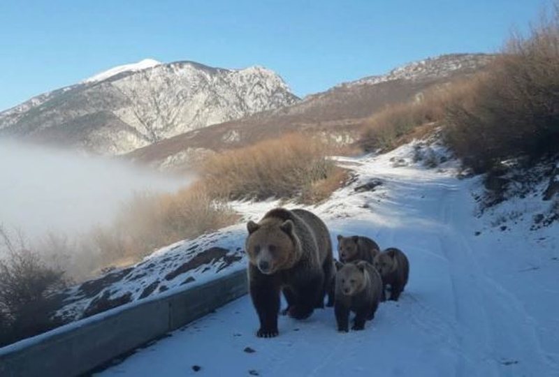 Arusha me katër këlyshë shfaqet në Kukës në rrugën nacionale! Banori rrëfen çastin e frikshëm Arusha me katër këlyshë shfaqet në Kukës në rrugën nacionale! Banori rrëfen çastin e frikshëm