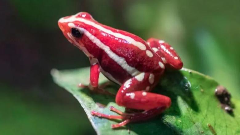 200 herë më e fuqishme se morfina, cila ishte toksina e bretkosës që dyshohet se rusët e përdorën për vrasjen e Navalny?