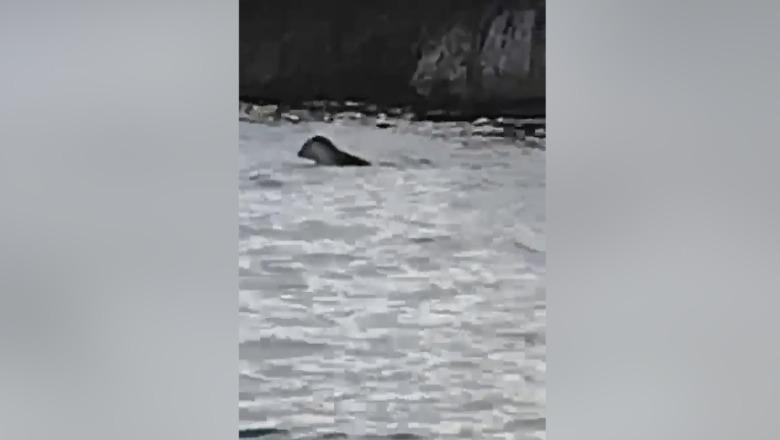 VIDEO/ Spektakël në det: Foka e rrallë shfaqet në ujërat e Sazanit