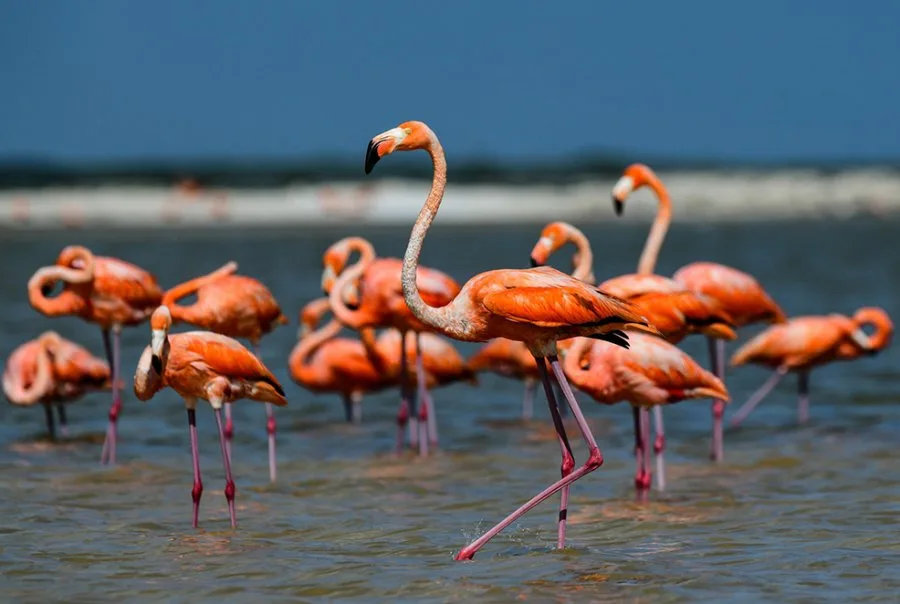 Flamingot rozë dhurojnë pamje spektakolare mbi Lagunën e Nartës