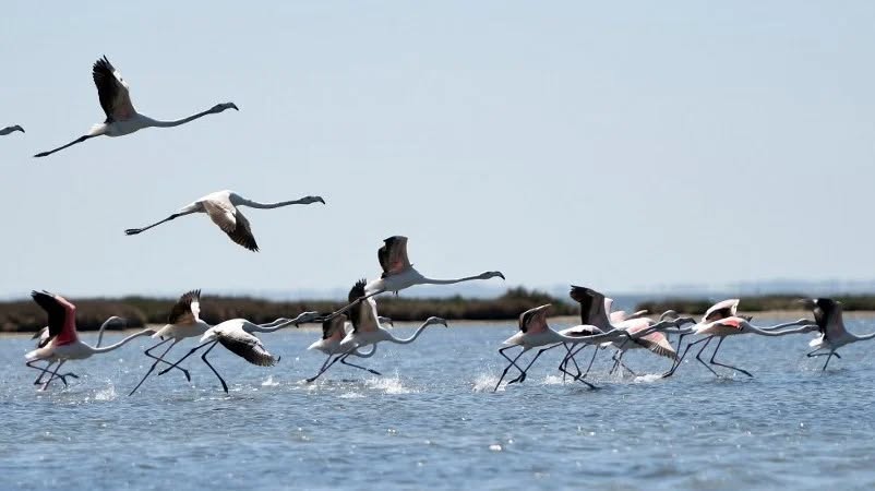 Flamingot rozë dhurojnë pamje spektakolare mbi Lagunën e Nartës Flamingot rozë dhurojnë pamje spektakolare mbi Lagunën e Nartës