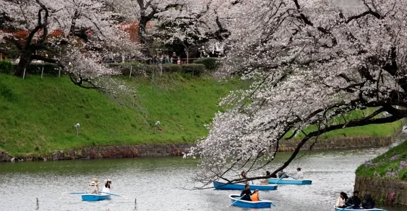 VIDEO/ Lulet e qershisë çelin në Tokio, turma njerëzish shijojnë peizazhin rozë