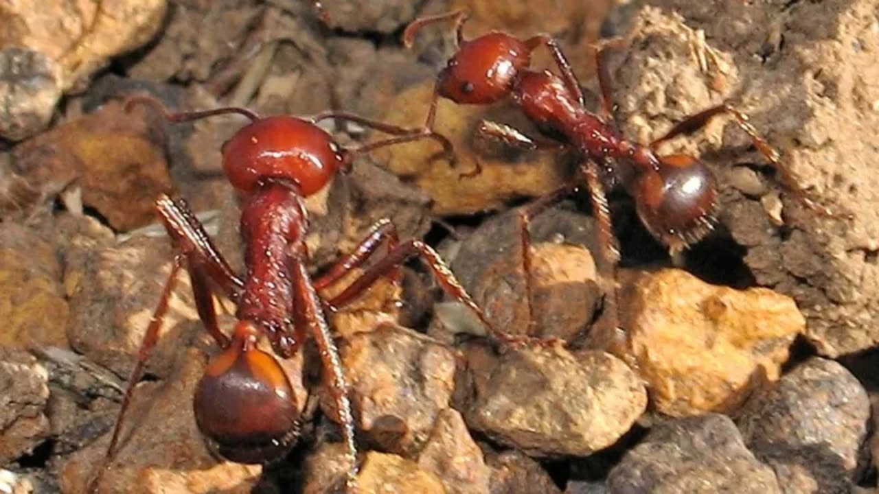 Tregti e paligjshme me milingona në Kenia me shifra të çuditshme, mbretëreshat shiten qindra dollarë
