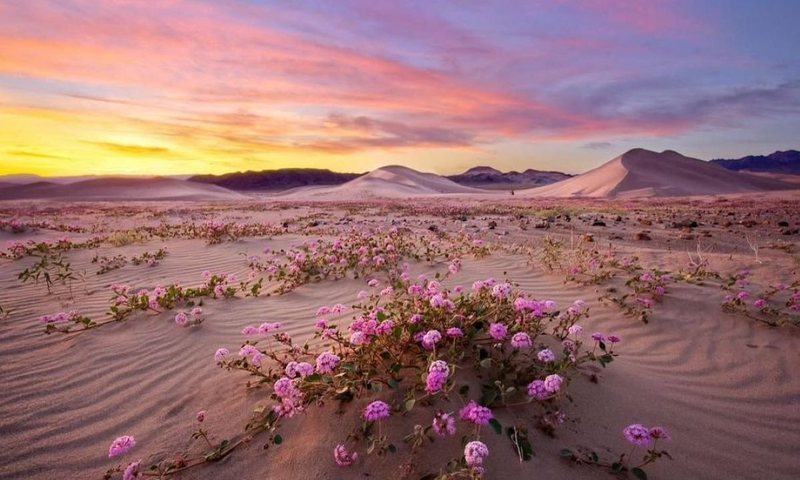 VIDEO/ Fenomen i rrallë në Luginën e Vdekjes! Vendi më i nxehtë në Tokë mbushet me lule shumëngjyrëshe