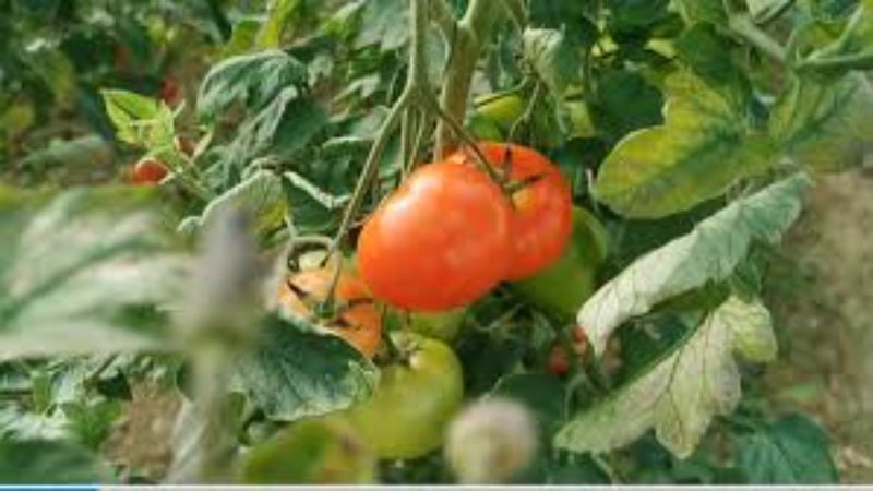 Çmim rekord i domates, kushton 350 lekë kilogrami, fermerët: Edhe neve na vjen turp, por kostot janë rritur shumë