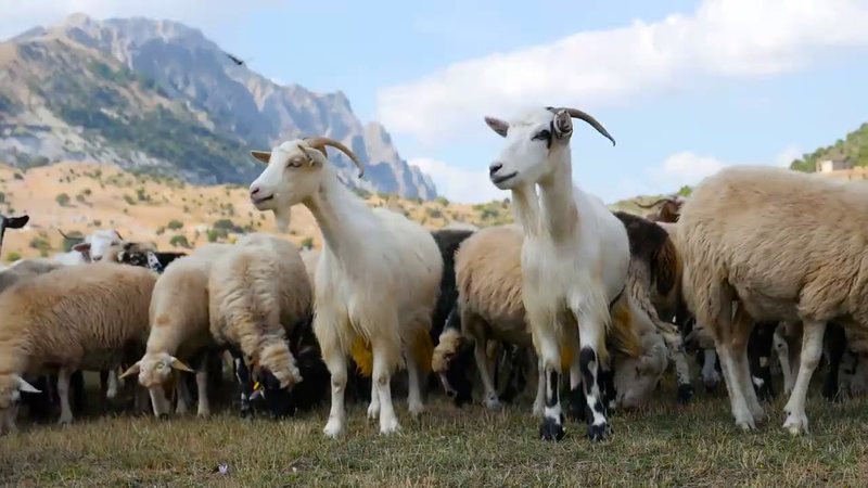 Vendi ynë nuk eksporton por importon nga Kosova! Vendim qesharak i qeverisë Kurti: Ndalon importin e deleve dhe dhive nga Shqipëria