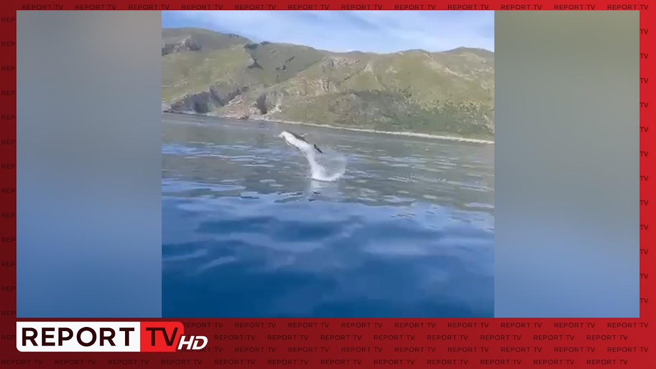 VIDEO/ Delfinët mahnisin turistët në Gjirin e Bristanit, shoqërojnë skafin turistik