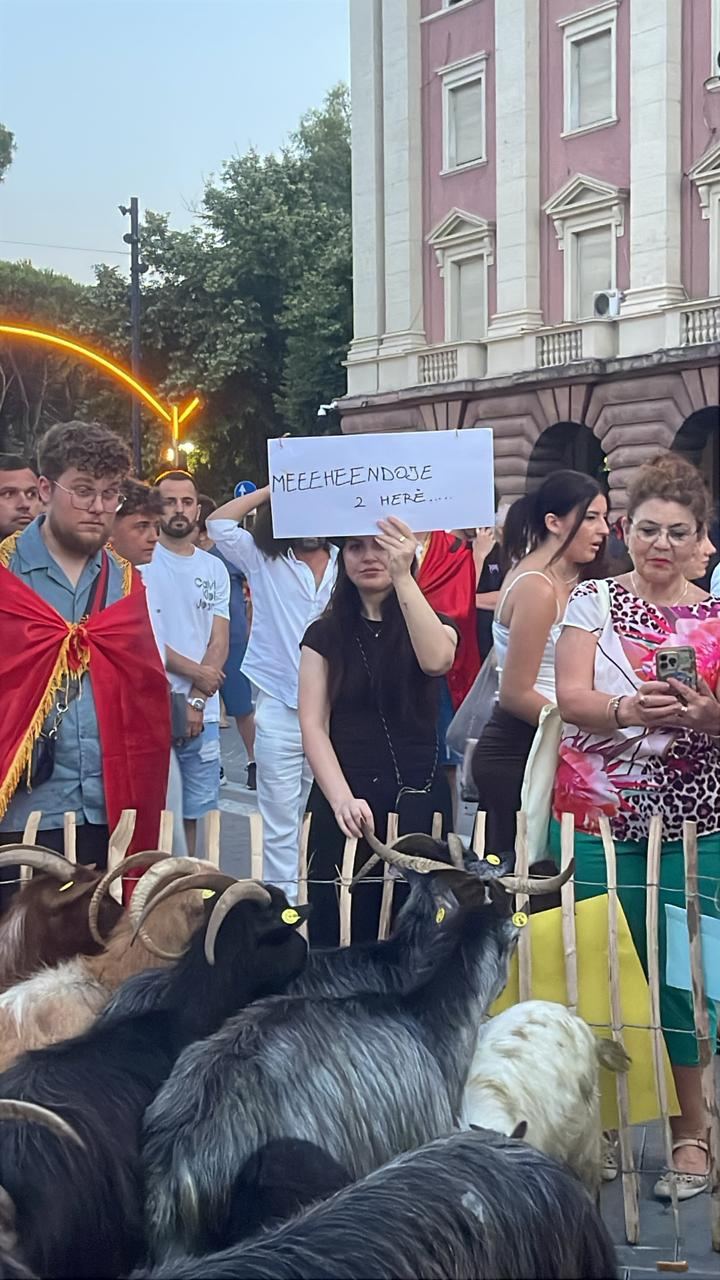 Dita e 18 e protestës për Zvërnecin! Përgjysmohet “turma e të papunëve”! Numërat përveç se me fëmijë  shtohen edhe ,e pensionista dhe me një tufë dhish! Rikthejnë “flamingot” dhe bëjnë paradë