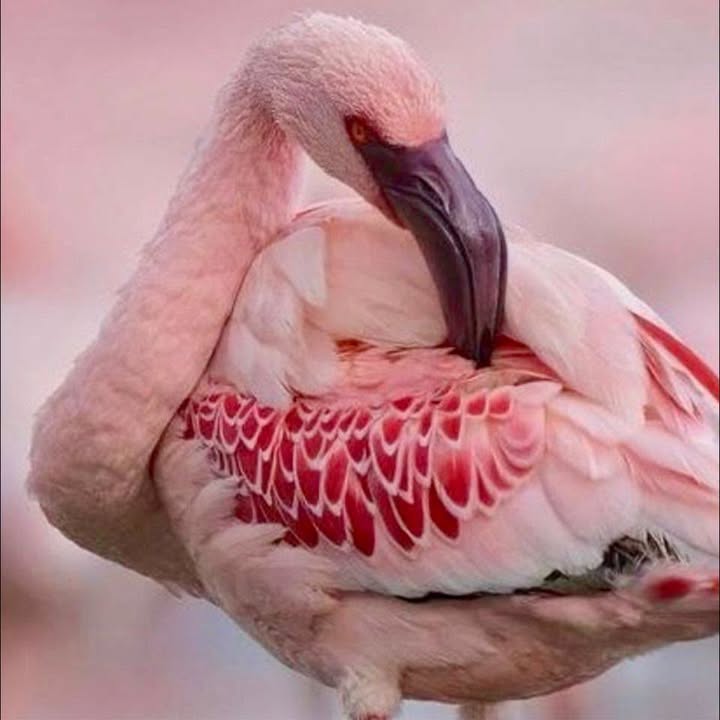 Kryeministri Rama ndryshon fotografinë e profilit dhe të kopertinës në Facebook, vendos pamje të flamingove, simbol i protestave 25 ditore në Tiranë Kryeministri Rama ndryshon fotografinë e profilit dhe të kopertinës në Facebook, vendos pamje të flamingove, simbol i protestave 25 ditore në Tiranë