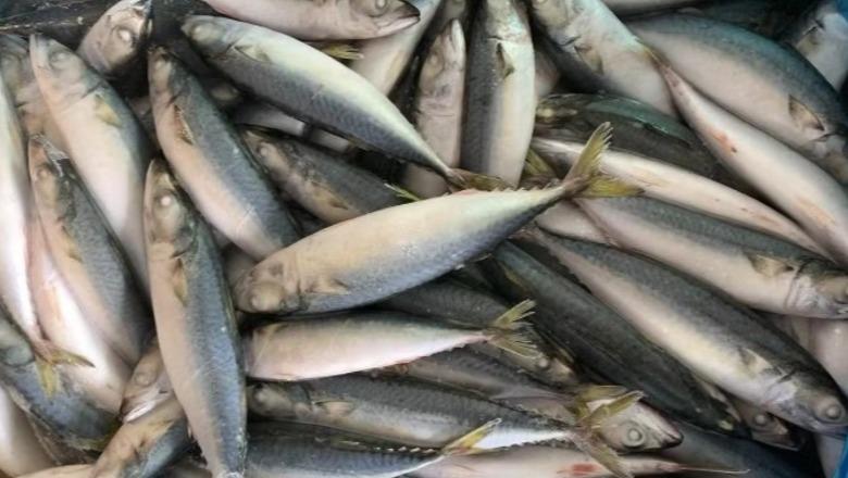 Peshk i ngrirë me kimikate mbi normat e lejuara, AKU: Kthejeni në pikat e shitjes! Produkti me origjinë nga Turqia u importua në Shqipëri përmes Greqisë Peshk i ngrirë me kimikate mbi normat e lejuara, AKU: Kthejeni në pikat e shitjes! Produkti me origjinë nga Turqia u importua në Shqipëri përmes Greqisë