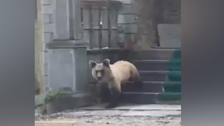 VIDEO/ Ariu hyn në vendin e shenjtë në Dobërgorë, kthen orenditë përmbys VIDEO/ Ariu hyn në vendin e shenjtë në Dobërgorë, kthen orenditë përmbys