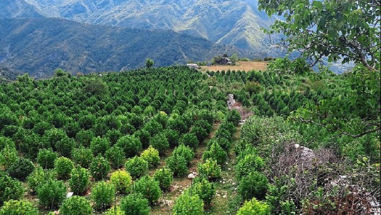 Ky ishte shteti i drogës që la pas Sali Berisha: Çfarë shkruanin gazetat më 3 shtator 1998? Kurth forcave Speciale në Lazarat: Banorët e “shtetit” brënda shtetit të Berishës u zënë pritë dhe plagosin 8 efektivë e u djegin makinat Ky ishte shteti i drogës që la pas Sali Berisha: Çfarë shkruanin gazetat më 3 shtator 1998? Kurth forcave Speciale në Lazarat: Banorët e “shtetit” brënda shtetit të Berishës u zënë pritë dhe plagosin 8 efektivë e u djegin makinat