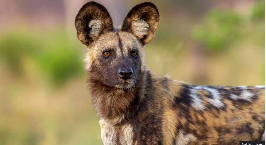 Qentë e egër të Afrikës vrapuan 4 mijë kilometra për të gjetur partnere për të shmangur mardhëniet brënda familjes