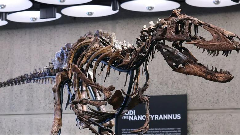 Tre metra i gjatë, skeleti i nanotiranit shitet për 47.3 milionë dollarë në ankand në Nju Jork Tre metra i gjatë, skeleti i nanotiranit shitet për 47.3 milionë dollarë në ankand në Nju Jork