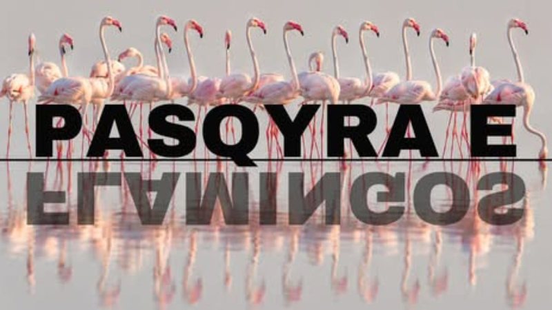 Platforma ‘Flamingo Mirror,’ reagon Kryeministri Rama: Një epokë e re transparence, gjatë orëve të para 127 mijë kërkime dhe 122 sulme kibernetike Platforma ‘Flamingo Mirror,’ reagon Kryeministri Rama: Një epokë e re transparence, gjatë orëve të para 127 mijë kërkime dhe 122 sulme kibernetike