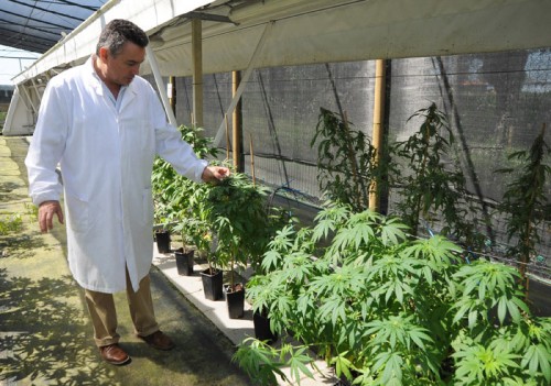 VKM/ Përcaktohen rregullat për cannabis-in mjekësor dhe industrial! Nga kontrolli i vazhdueshëm përmes kamerave 24/7, dronëve e satelitëve, tek sekuestrimi dhe konfiskimi VKM/ Përcaktohen rregullat për cannabis-in mjekësor dhe industrial! Nga kontrolli i vazhdueshëm përmes kamerave 24/7, dronëve e satelitëve, tek sekuestrimi dhe konfiskimi